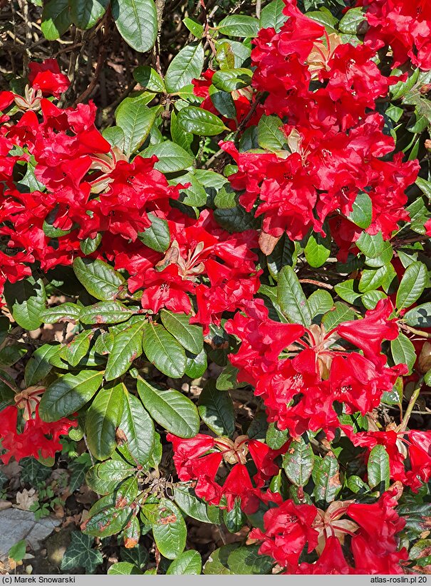 Rhododendron hort. Antje