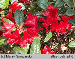 Rhododendron hort. Antje