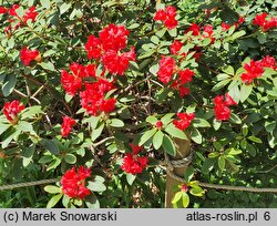 Rhododendron Bad Eilsen