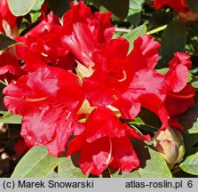 Rhododendron hort. Bad Eilsen