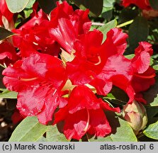 Rhododendron Bad Eilsen