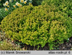 Berberis thunbergii Goldalita