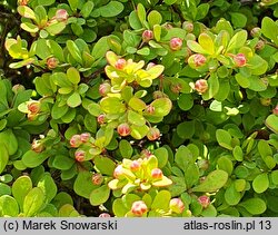 Berberis thunbergii Goldalita