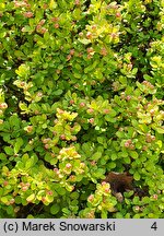 Berberis thunbergii Goldalita