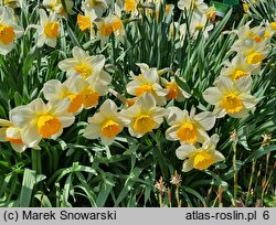 Narcissus Eastern Dawn