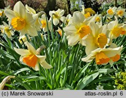 Narcissus Eastern Dawn