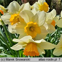 Narcissus Eastern Dawn