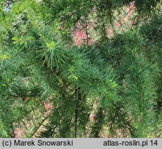 Cedrus deodara (cedr himalajski)