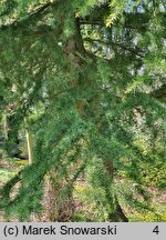 Cedrus deodara (cedr himalajski)