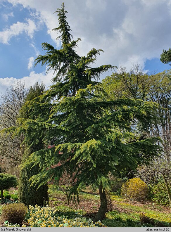 Cedrus deodara (cedr himalajski)