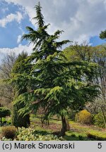 Cedrus deodara (cedr himalajski)