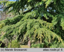 Cedrus deodara (cedr himalajski)