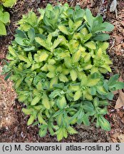 Sedum hort. Autumn Delight