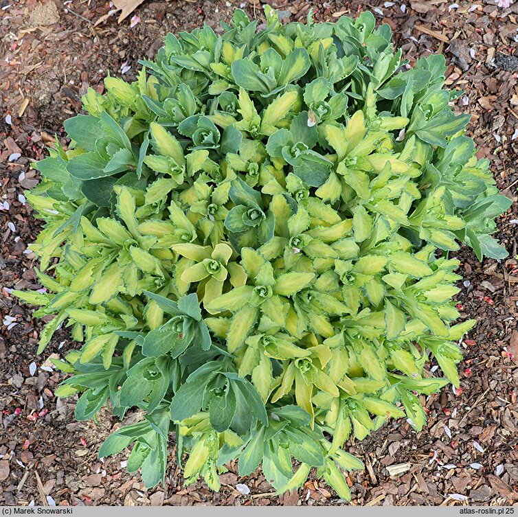 Sedum hort. Autumn Delight