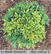 Sedum hort. Autumn Delight