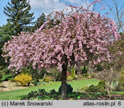 Prunus serrulata Kiku-shidare-zakura