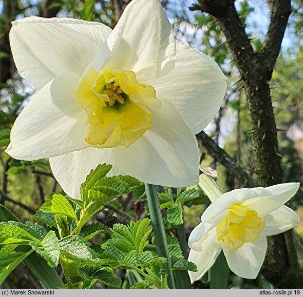 Narcissus Papillon Blanc