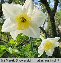 Narcissus Papillon Blanc