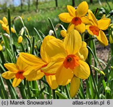 Narcissus Kedron