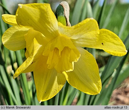 Narcissus Dickcissel