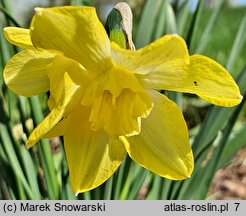 Narcissus Dickcissel