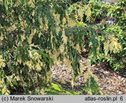 Chamaecyparis nootkatensis Gloria Polonica