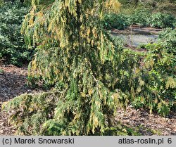 Chamaecyparis nootkatensis Gloria Polonica