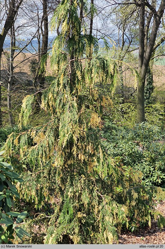 Chamaecyparis nootkatensis Gloria Polonica