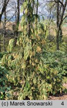 Chamaecyparis nootkatensis Gloria Polonica