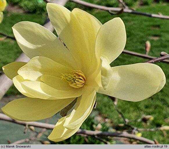 Magnolia Gold Star