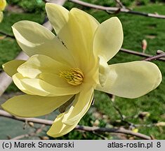 Magnolia Gold Star