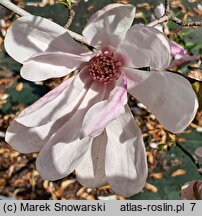 Magnolia Pink Glory