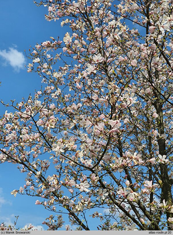 Magnolia Pink Glory