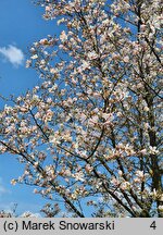 Magnolia Pink Glory