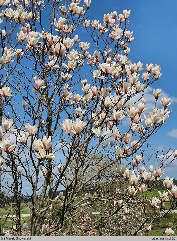 Magnolia Rouged Alabaster