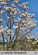 Magnolia Rouged Alabaster