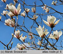 Magnolia Rouged Alabaster