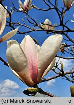 Magnolia Rouged Alabaster