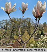 Magnolia Rouged Alabaster