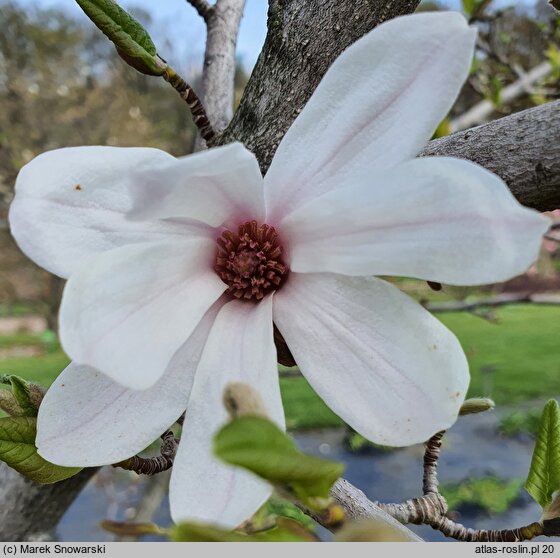 Magnolia kobus Rogów