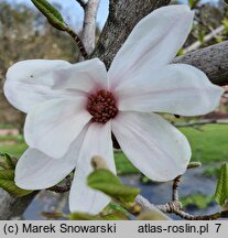 Magnolia kobus Rogów