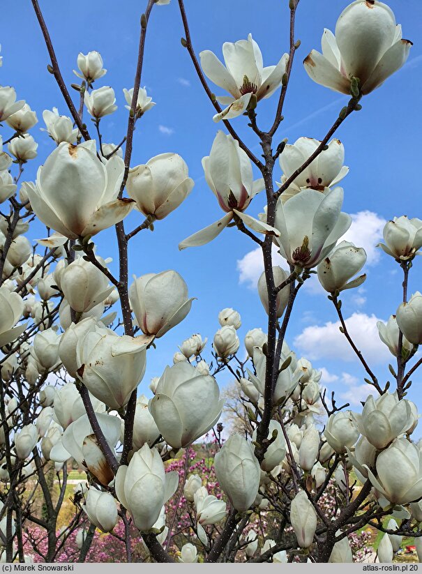 Magnolia ×soulangiana Lennei Alba