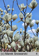 Magnolia ×soulangiana Lennei Alba