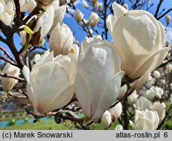 Magnolia ×soulangiana Lennei Alba