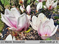 Magnolia ×soulangiana Speciosa