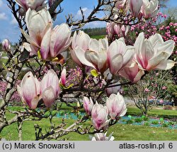 Magnolia ×soulangiana Speciosa