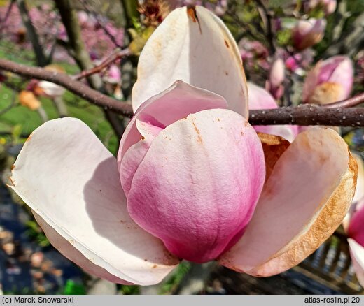 Magnolia ×soulangiana San Jose