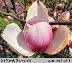 Magnolia ×soulangiana San Jose