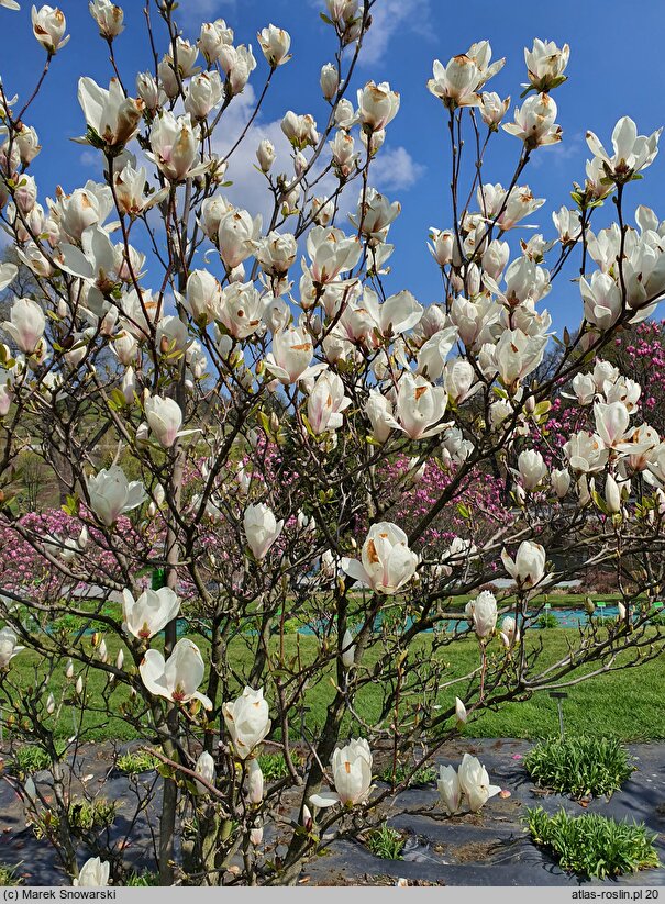 Magnolia ×soulangiana Alba Superba