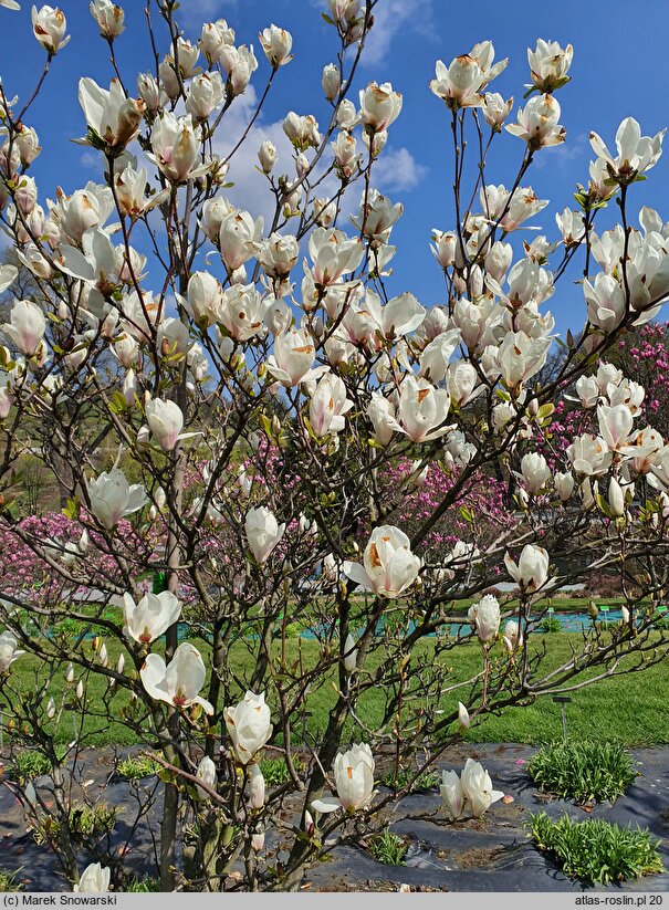 Magnolia ×soulangiana Alba Superba